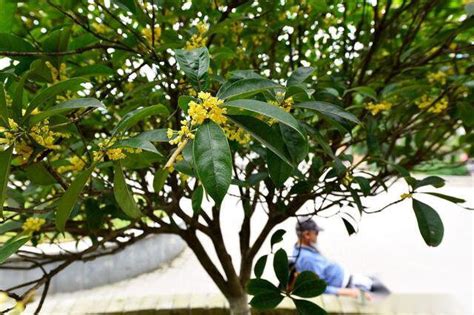 桂花蟲害|桂花樹種植有什麼蟲害要防？這些害蟲來了怎麼辦，一招制服它。